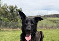 Understanding GDV: Care tips for large dogs