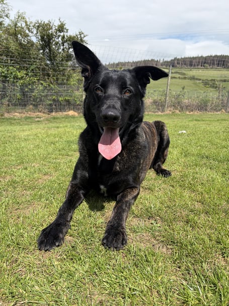 Dutch shepherd Achilles is available for adoption from the MSPCA