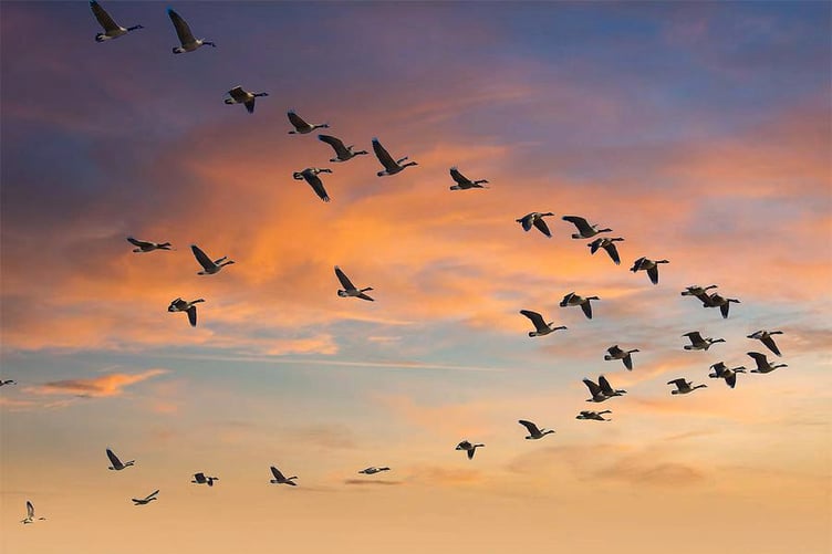 Geese flying in V formation