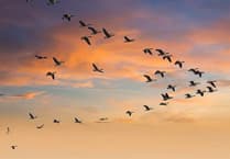 Why birds migrate in autumn: Insights into grey geese and blackbirds