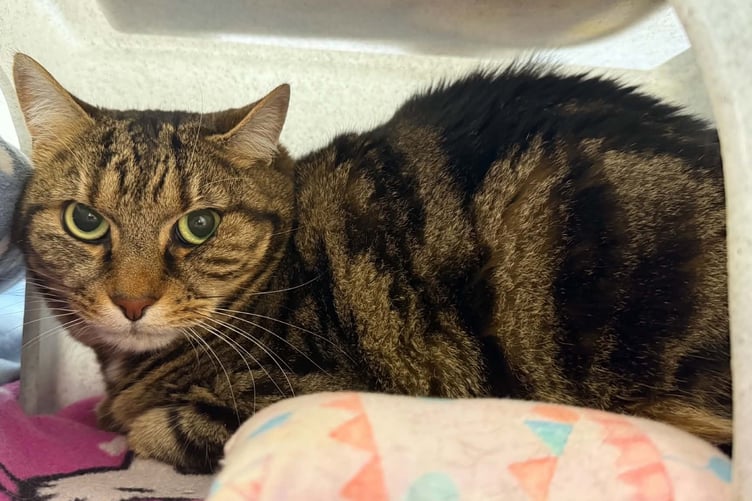 Lucca the cat is available for adoption from the MSPCA