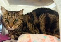 Debating the law relating to cats that are involved in road traffic accidents