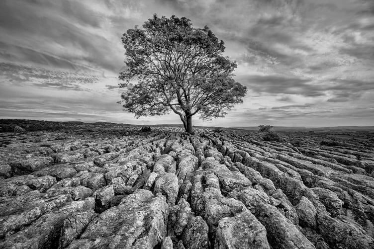 Lone Tree by Jeremy Broome-Smith