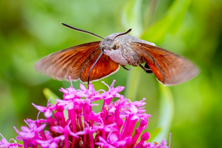 Hummingbird Hawk-Moth by Sean Corlett