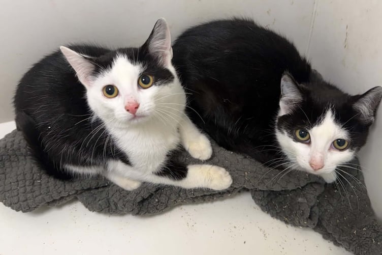Three-month-old kittens Macaroon and Marshmallow