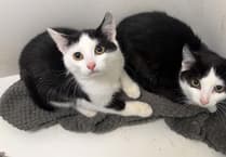 MSPCA column: UK vet practices must now publish prices