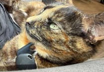 Farewell to Smudge, Douglas’ most adventurous feline