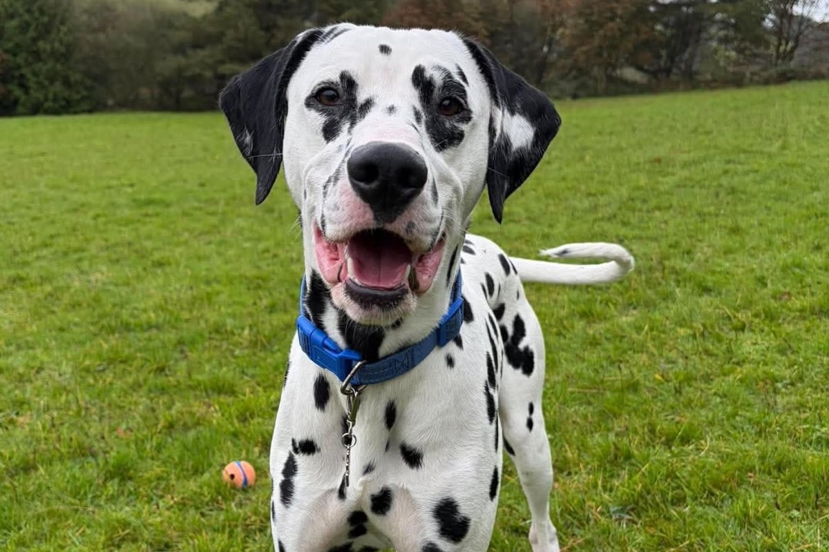 MSPCA has first Dalmatian available for adoption since 2011