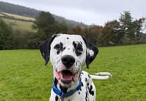 MSPCA has first Dalmatian available for adoption since 2011