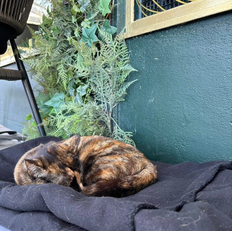 Smudge lounging in her designated bed outside Frank Matcham's