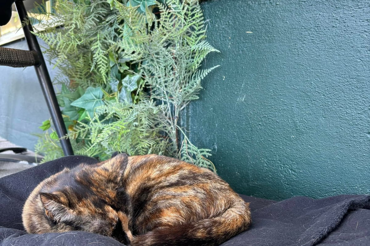 Isle of Man bar installs touching tribute to much-loved cat