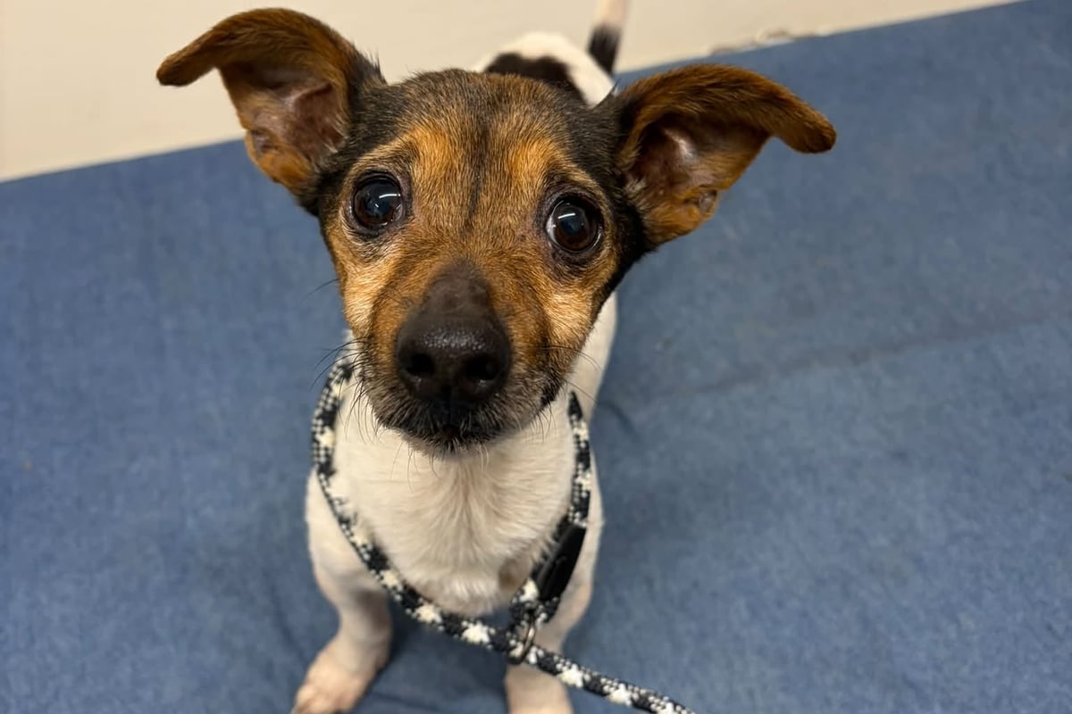 Isle of Man animal charity seeks owner of dog found in Abbeylands