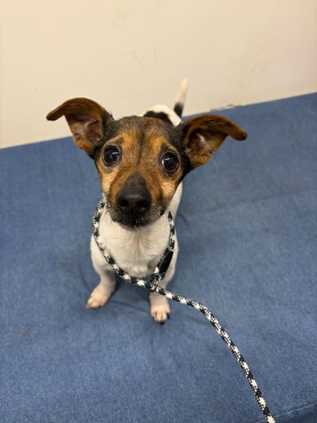 The dog is currently in the Manx SPCA's care