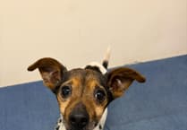 Police investigate case of dog found alone
