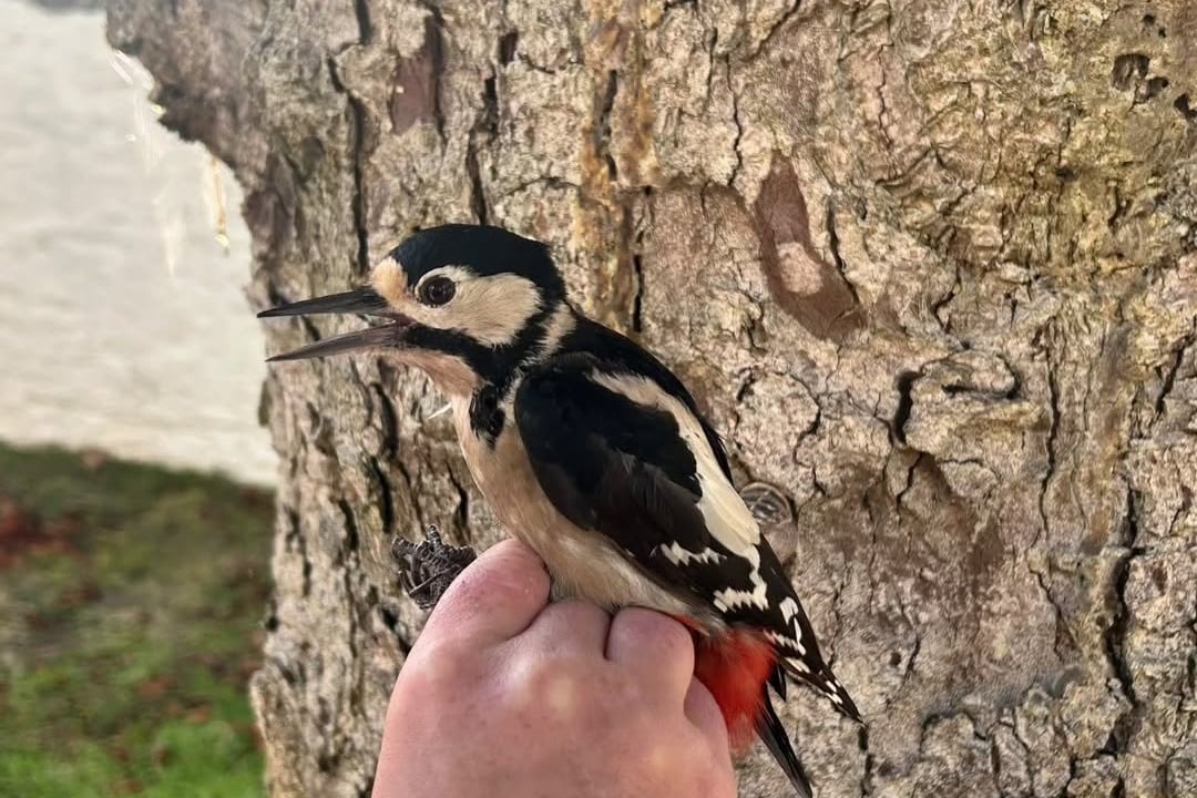 Double woodpecker catch marks first for Calf of Man