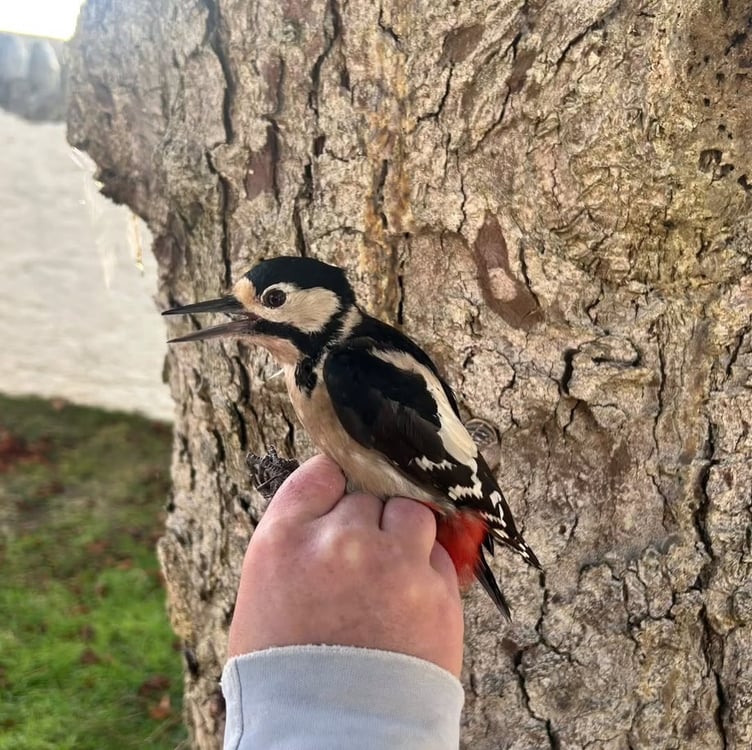 One of the great spotted woodpeckers spotted on the Calf of Man recently