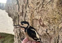 Double woodpecker catch marks first for Calf of Man