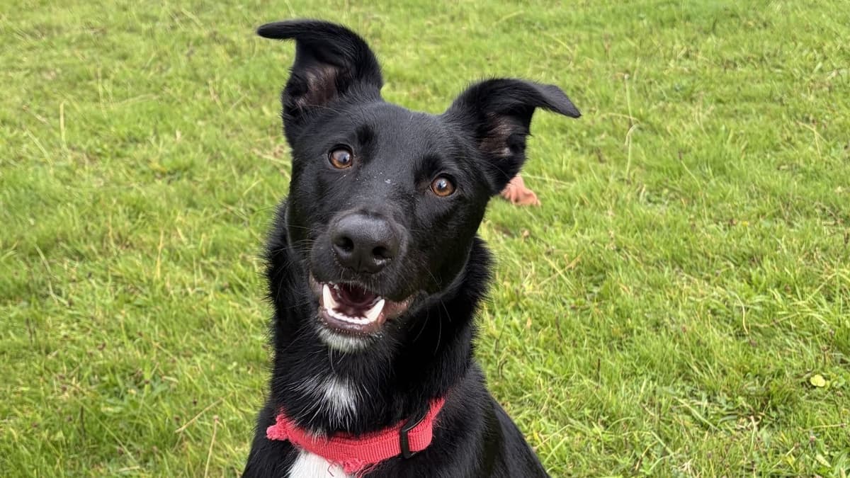Dog teeth problems can be sign of stress or poor health | iomtoday.co.im
