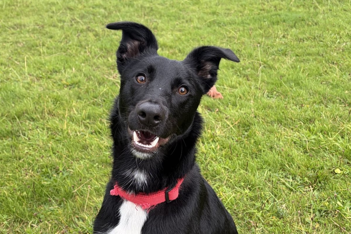 MSPCA column: Dog teeth problems can be sign of stress or poor health