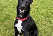 Dog teeth problems can be sign of stress or poor health