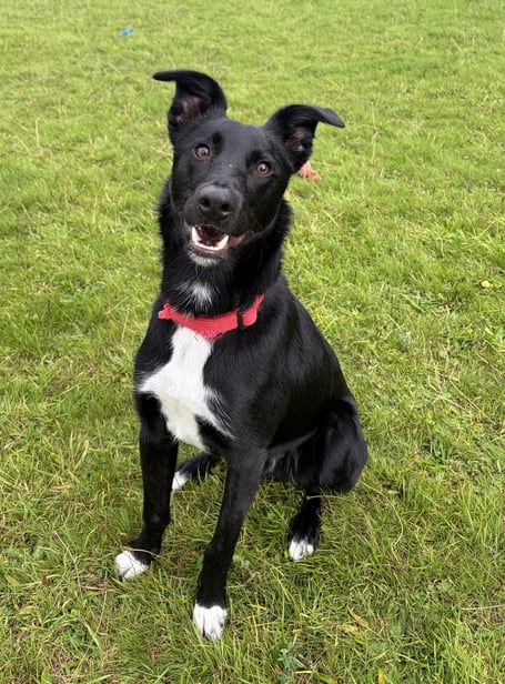 Border collie cross lurcher puppy Blue
