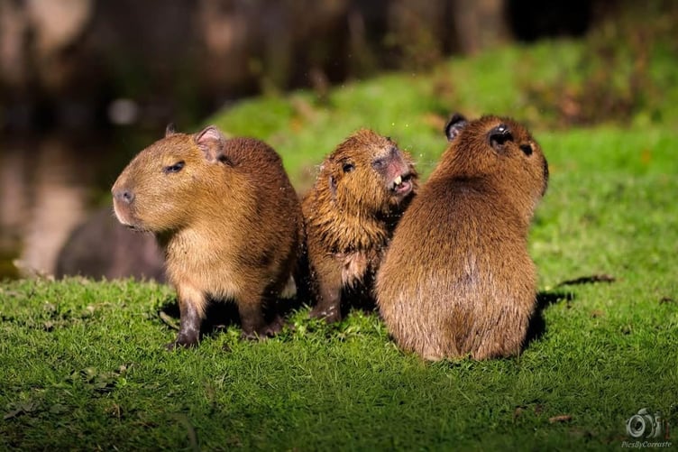 Capybaras are the world’s largest living rodents