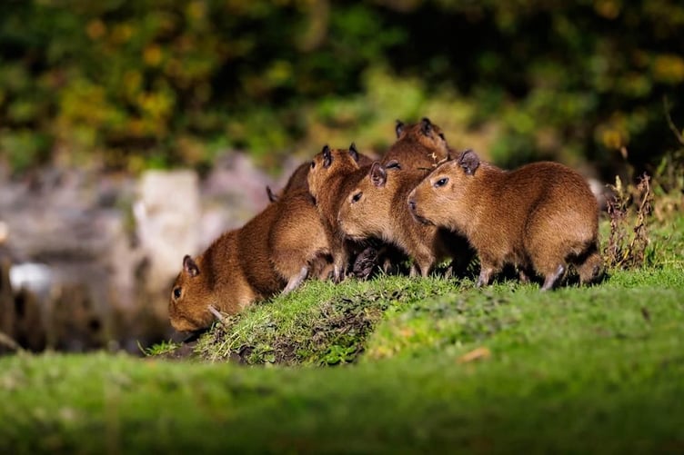 They are already proving to be popular members of the Curraghs Wildlife park crew