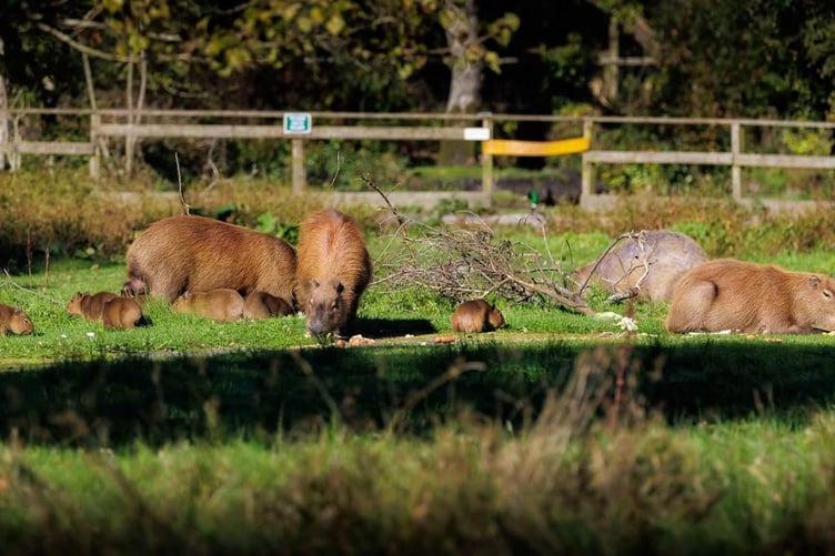 The Wildlife Park was busy over the weekend with people flocking to see the baby Capybaras