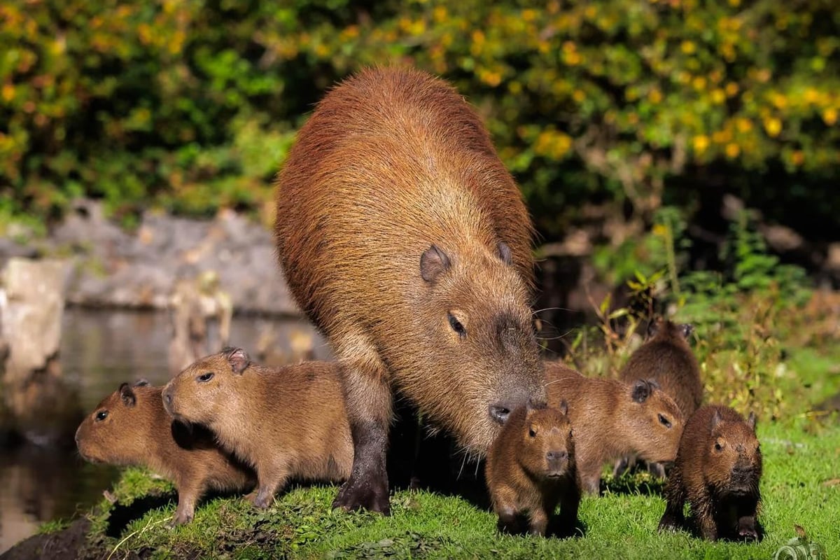 Isle of Man wildlife park welcomes eight new capybara babies