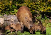 Meet the eight new capybara babies at Curraghs Wildlife Park