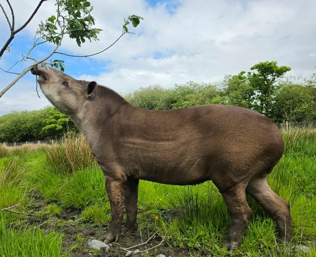 Zeus was described as a much-loved member of the park’s animal family