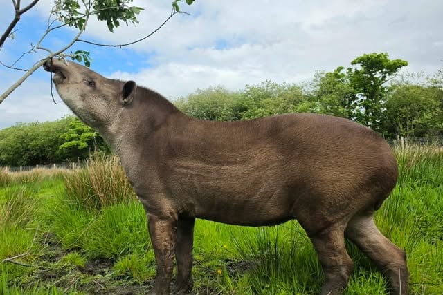 Curraghs Wildlife Park says goodbye to much-loved tapir Zeus