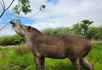 Curraghs Wildlife Park says goodbye to much-loved tapir Zeus