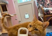 Manx SPCA sees rise in unchipped stray dogs