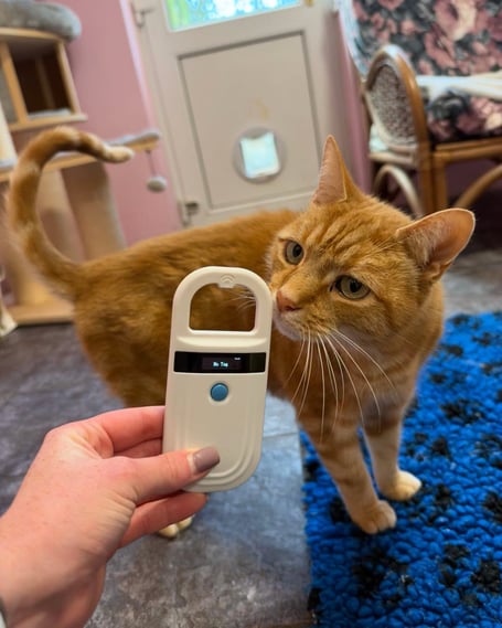 Rossi the cat has his chip checked