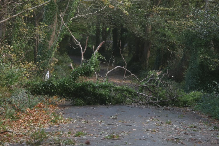 Tree down on road to Tynwald Mills