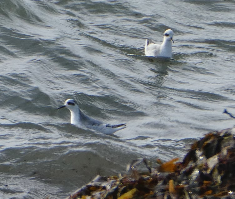 Two grey phalarope surfing the waves