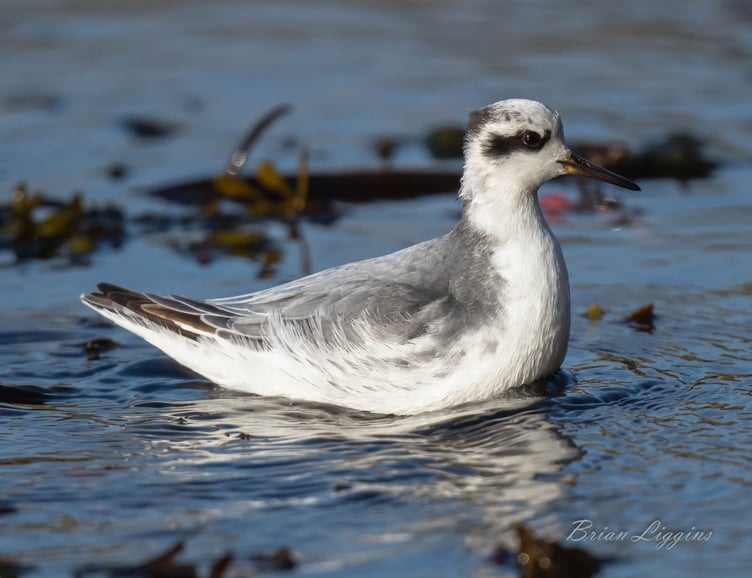 Grey phalarope are visitors from the Arctic