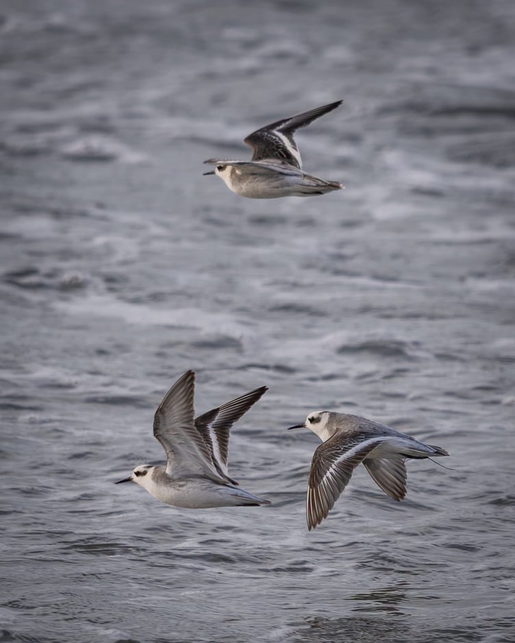 Grey phalaropes in flight at Strandhall