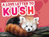 A Love Letter To Kush