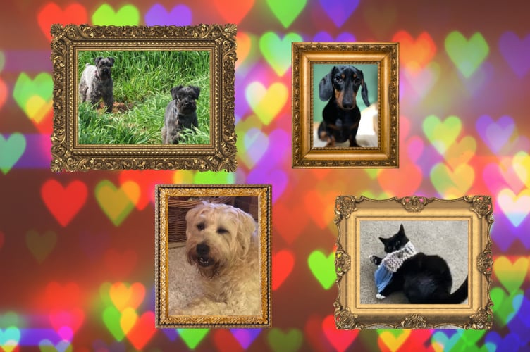 Gef's Love For Pets