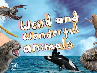 Weird And Wonderful Animals