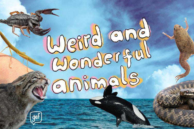 Weird And Wonderful Animals