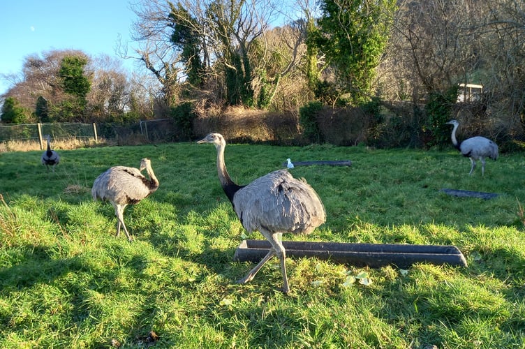 Wildlife Park to Open At Weekend