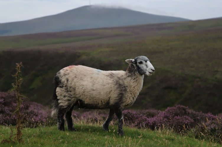 Gef's Daily Roundup