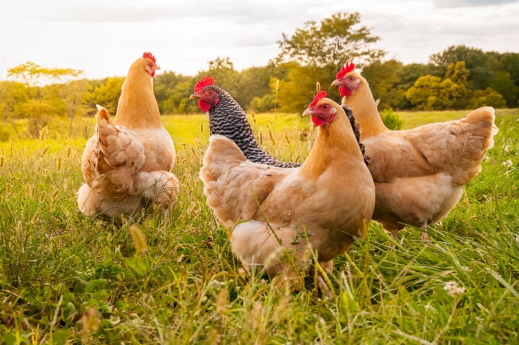 Second Bird Flu Outbreak Confirmed
