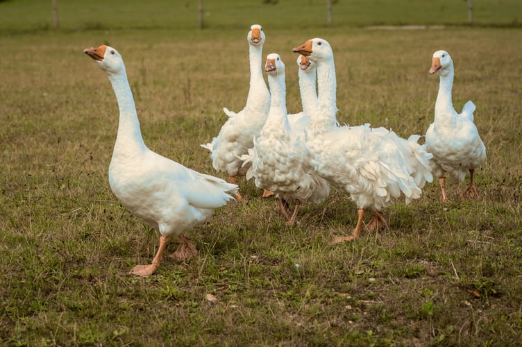 Suspected Cases of Bird Flu in Manx Geese