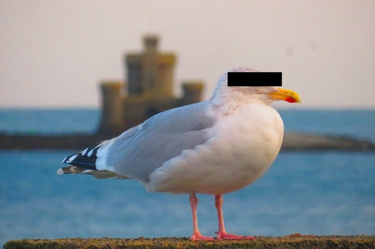 Police Warning After Seagull Steals Tourist's Sausage Roll