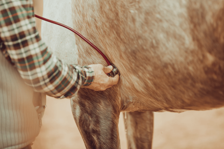 Vets To Extend Farm Services Beyond Deadline