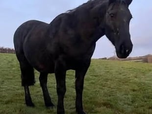 Tributes Paid To 17-Year-Old Horse After Sad Death